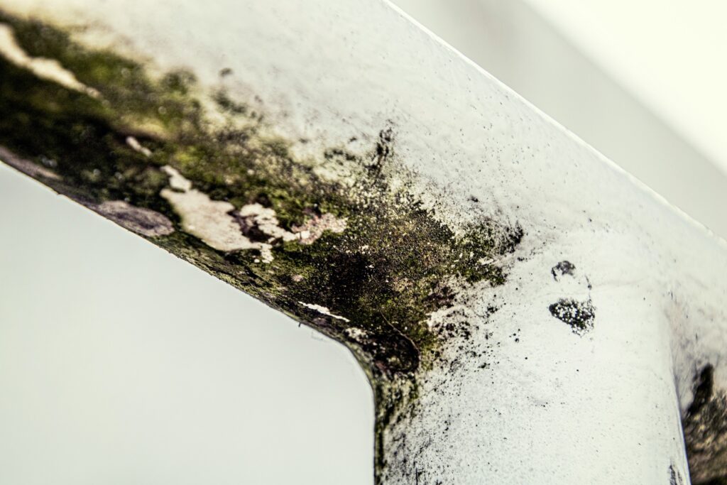 black mould treatment service